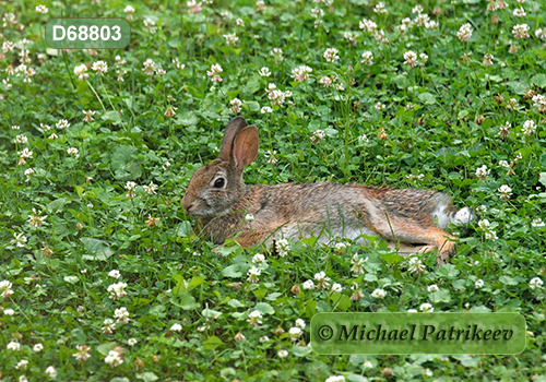 Eastern Cottontail (Sylvilagus floridanus)